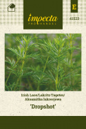 Lakritz-Tagetes 'Dropshot'