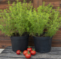 Lakritz-Tagetes 'Dropshot'