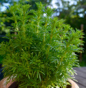 Lakritz-Tagetes 'Dropshot'