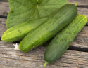 Salatgurke 'Marketmore'