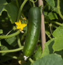 Salatgurke 'Marketmore'
