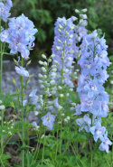 Rittersporn 'Guardian Lavender'