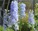 Rittersporn 'Guardian Lavender'