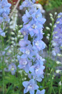 Rittersporn 'Guardian Lavender'