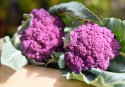 Blumenkohl F1 'Graffiti'
