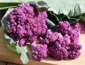 Blumenkohl F1 'Graffiti'