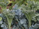 Brokkoli F1 'Hirzia'