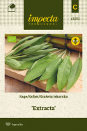 Echter Salbei 'Extracta'
