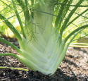 Knollenfenchel 'Finale'