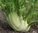 Knollenfenchel 'Finale'