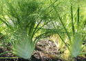 Knollenfenchel 'Finale'