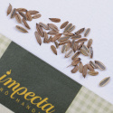 Knollenfenchel 'Finale'
