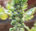Rosenkohl 'Groninger'