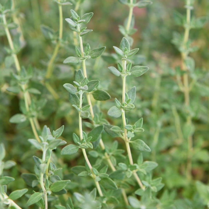 Thymian 'German Winter'