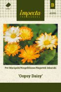 Ringelblume 'Oopsy Daisy'
