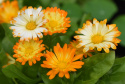 Ringelblume 'Oopsy Daisy'