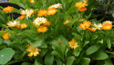 Ringelblume 'Oopsy Daisy'