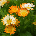 Ringelblume 'Oopsy Daisy'