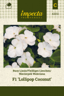 Fleißiges Lieschen 'Lollipop Coconut'