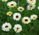 Ringelblume 'Snow Princess'