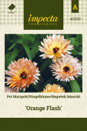 Ringelblume 'Orange Flash'