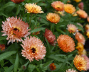 Ringelblume 'Orange Flash'
