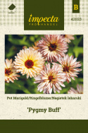 Ringelblume 'Pygmy Buff'
