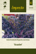 Grünkohl 'Scarlet'