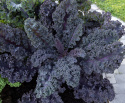 Grünkohl 'Scarlet'