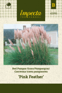 Pampasgras 'Pink Feather'