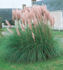 Pampasgras 'Pink Feather'