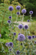 Kugeldistel