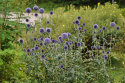 Kugeldistel