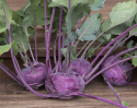 Kohlrabi 'Azur-Star'