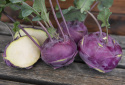 Kohlrabi 'Azur-Star'
