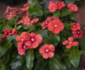 Rosafarbene Catharanthe 'Tattoo Tangerine'
