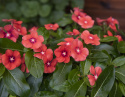 Rosafarbene Catharanthe 'Tattoo Tangerine'