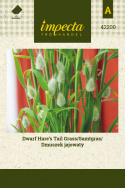 Samtgras/Hasenschwanzgras