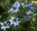 Jungfer im Grünen 'Miss Jekyll'