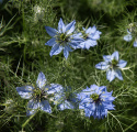 Jungfer im Grünen 'Miss Jekyll'