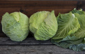 Weißkohl F1 'Cabbice'