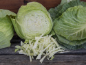 Weißkohl F1 'Cabbice'