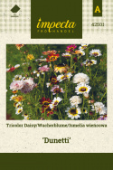 Wucherblume 'Dunetti'