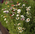 Wucherblume 'Dunetti'
