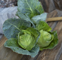 Spitzkohl F1 'Caraflex'