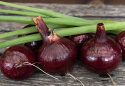Rote Zwiebel F1 'Ruby Star'