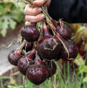 Rote Zwiebel F1 'Ruby Star'