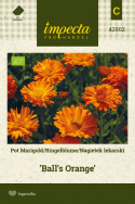 Ringelblume 'Ball's Orange'