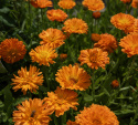 Ringelblume 'Ball's Orange'