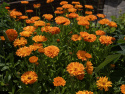 Ringelblume 'Ball's Orange'